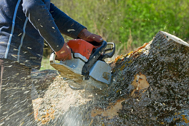 Best Tree Maintenance Programs  in Cudahy, CA